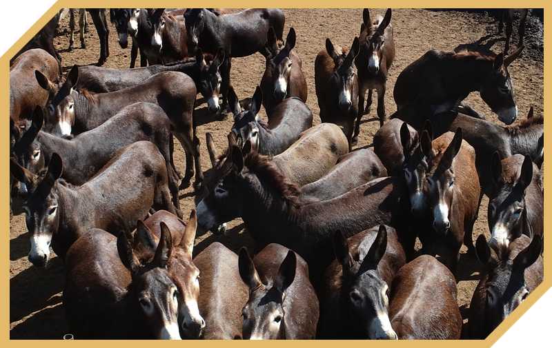 莱西黑驴养殖基地（莱西市韶村庄）